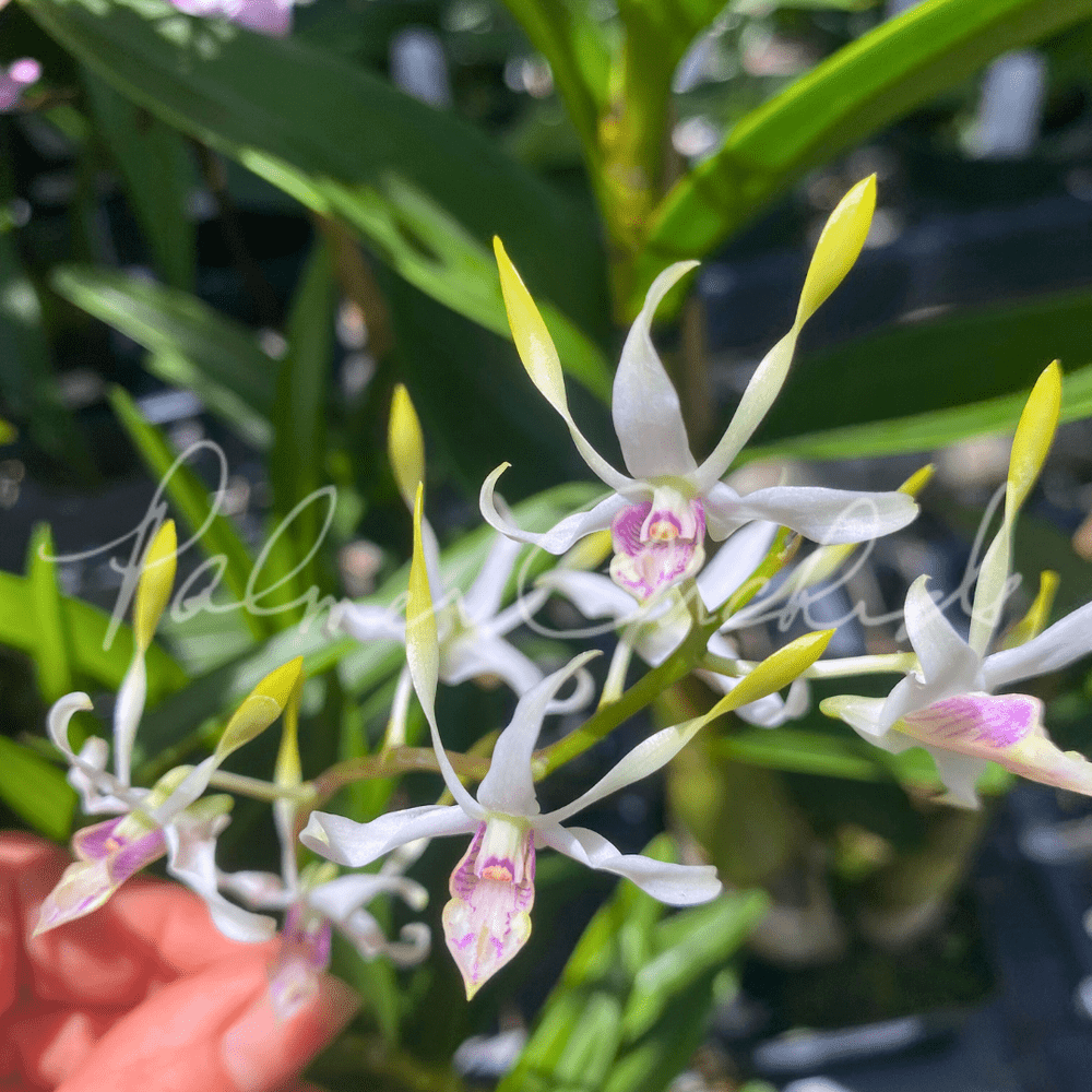 Den. Lowana Nioka — Palmer Orchids